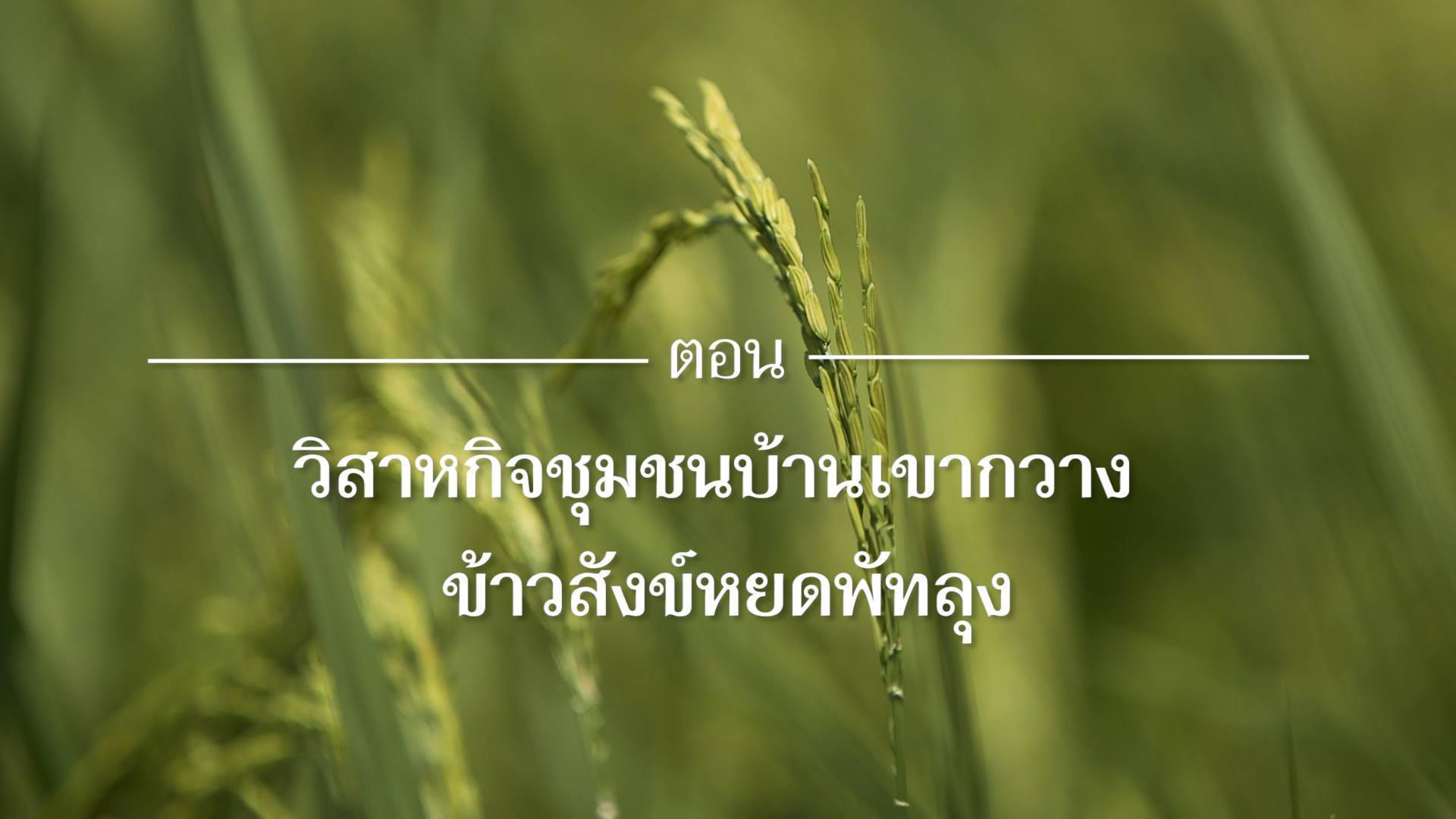 สารคดีเสียงจากแผ่นดิน ตอน 11 วิสาหกิจชุมชนบ้านเขากวาง ข้าวสังข์หยดพัทลุง