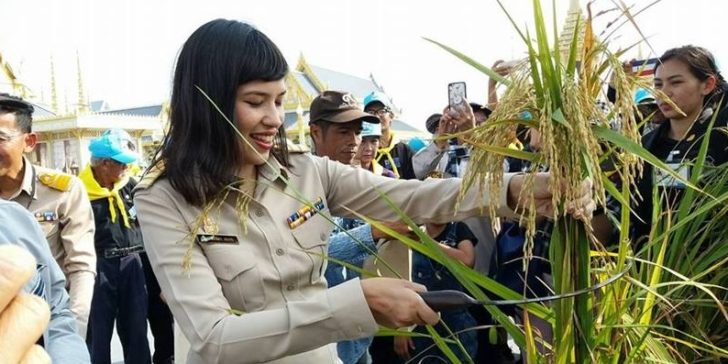 “คุณใหม่ สิริกิติยา เจนเซน” เกี่ยวข้าวแปลงนา บริเวณพระเมรุมาศ ท้องสนามหลวง