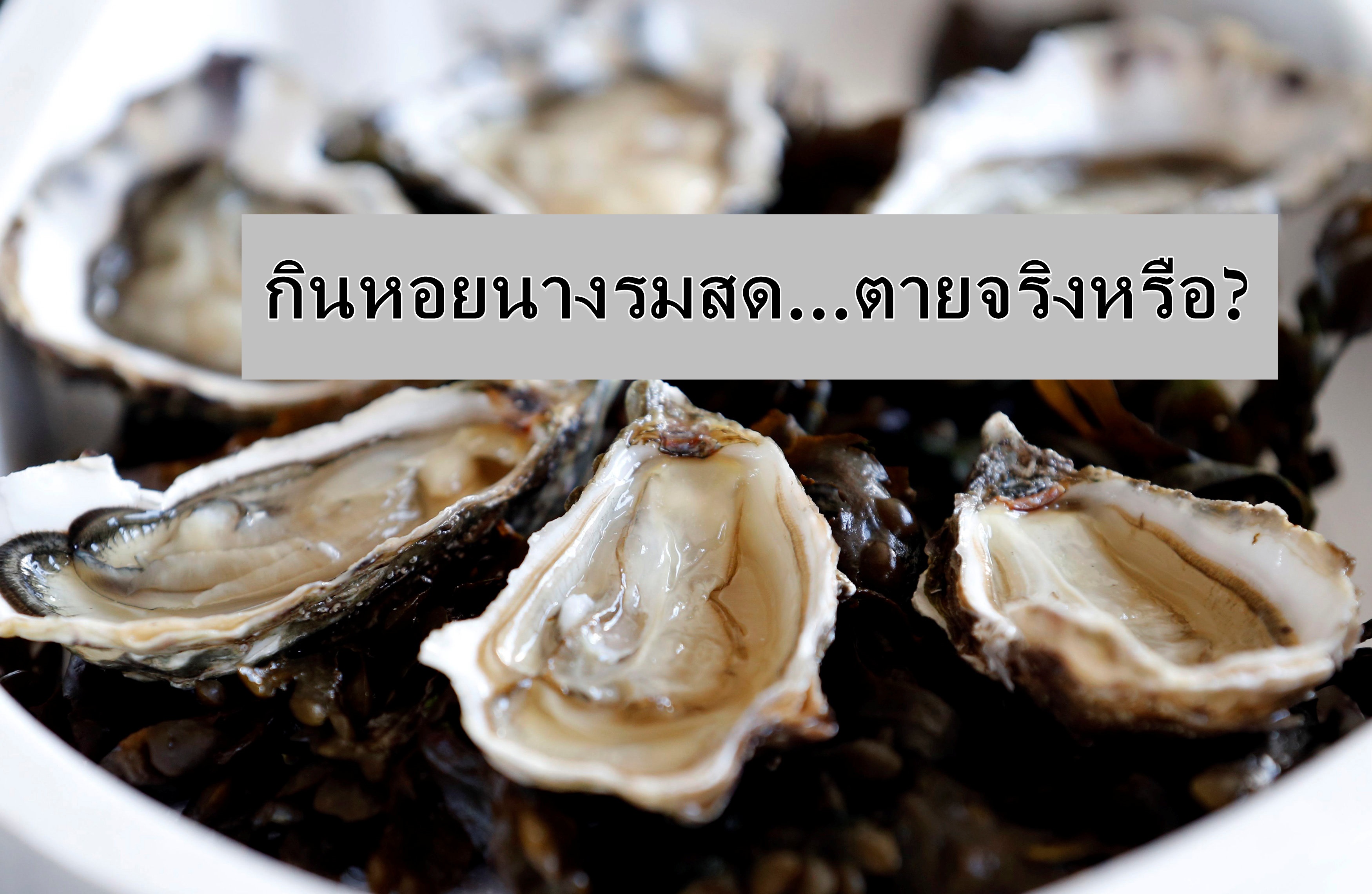 กินหอยนางรมสด…ตายจริงหรือ!? “หมอแล็บแพนด้า” เผยมีเชื้อเเบคทีเรีย “วิบริโอ” ที่อาจทำให้ตายได้