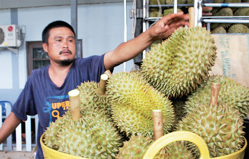ตะลึง ! ผลวิจัย “ทุเรียนหมอนทอง” พบแอนติออกซิแดนต์สูง ลดไขมันในเส้นเลือด