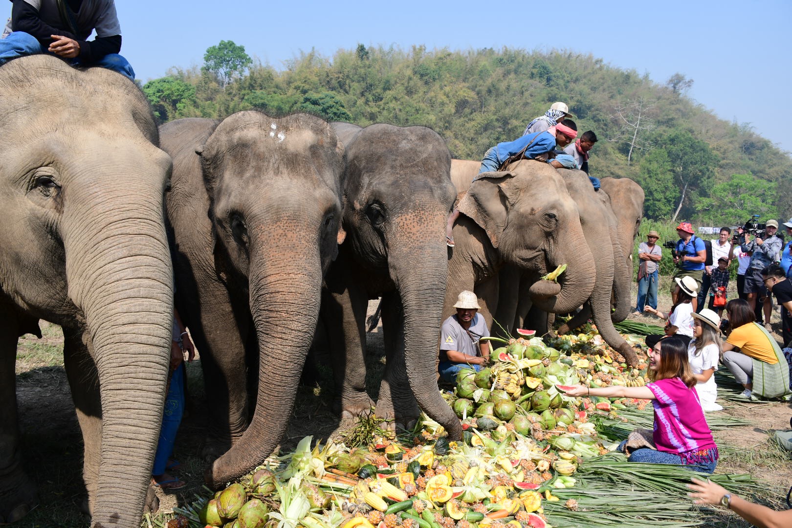 “เชียงราย”จัดใหญ่วันช้างไทย หมู่บ้านกะหรี่ยง-สามเหลี่ยมทองคำคึกคักรับ นทท.