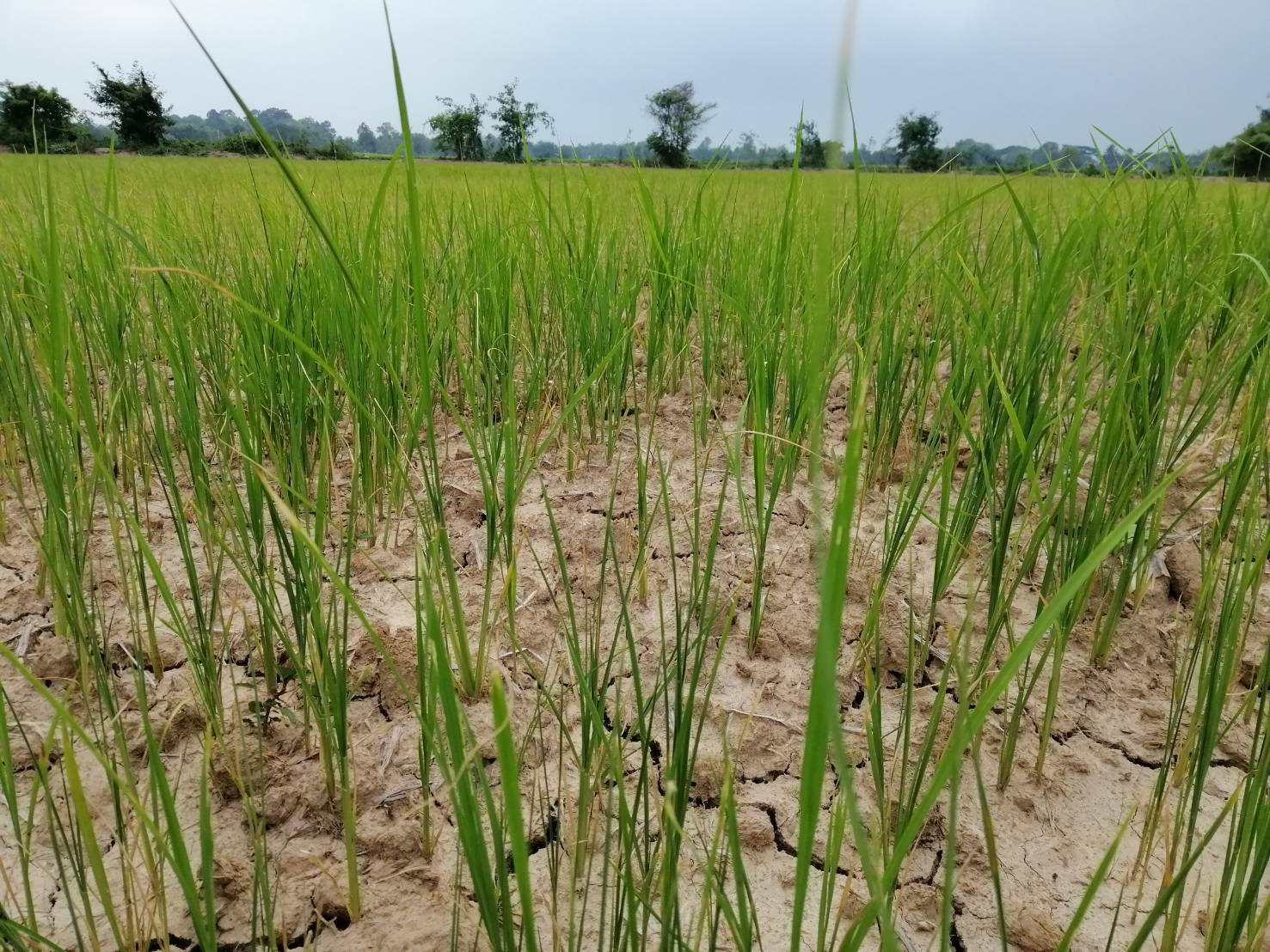 ชาวนาพิษณุโลกขาดแคลนน้ำ เหตุฝนทิ้งช่วง อากาศร้อนอุณหภูมิพุ่งสูงกว่า 36 องศา ทำบ่อน้ำแห้งขอด