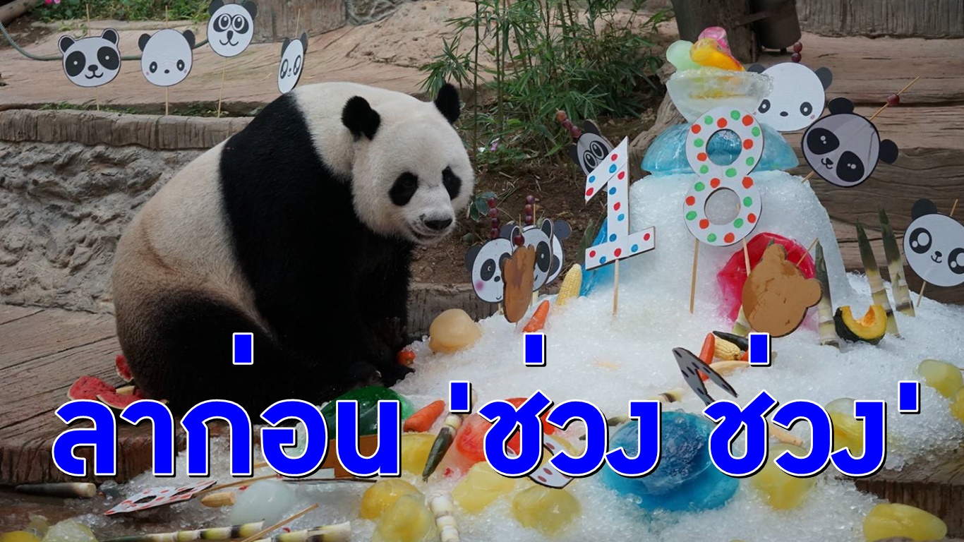 สุดเศร้า! แพนด้า ‘ช่วง ช่วง’ ตายแล้วในวัย 19 ปี โดยไม่ทราบสาเหตุ สวนสัตว์เชียงใหม่จ่อแถลงพรุ่งนี้