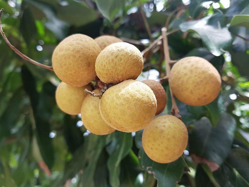 ลำไยจันทบุรีเสียหายหนัก รัฐบาลกัมพูชาเลื่อนส่งแรงงานไม่มีกำหนด