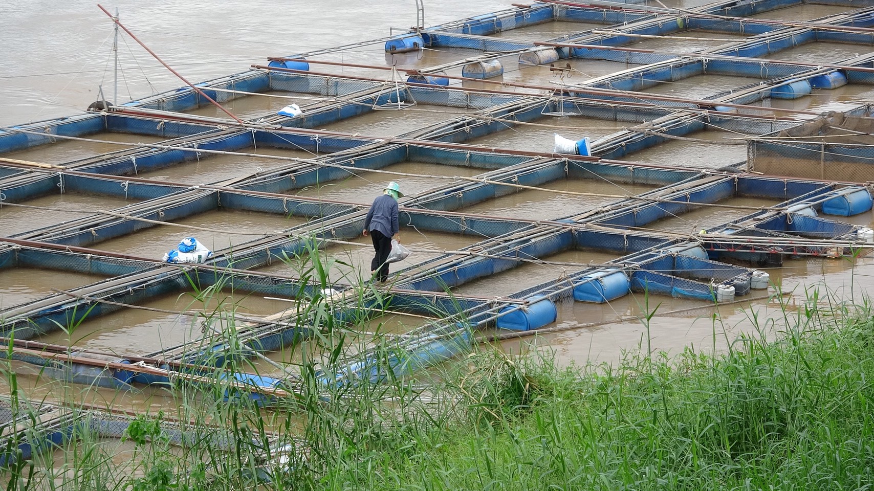ระดับแม่น้ำโขงหนองคาย ขึ้นวันเดียว 80 ซม. หวั่นกระชังปลานับพันเสียหาย
