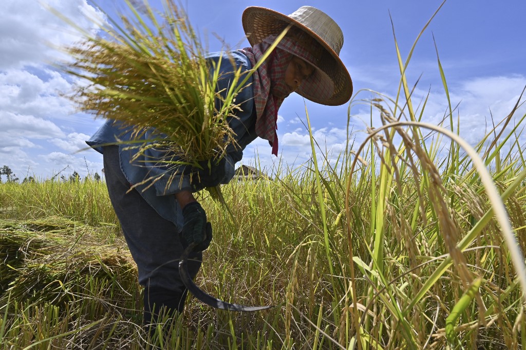 บอร์ด ธ.ก.ส. เคาะจ่ายเงินประกันรายได้ชาวนา 4.69 ล้านครัวเรือน