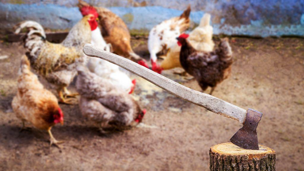 ห﻿ลักสูตรเรียนใหม่ในเคนยาสอนเด็กประถมเชือดไก่ประกอบอาหารด้วยตัวเอง