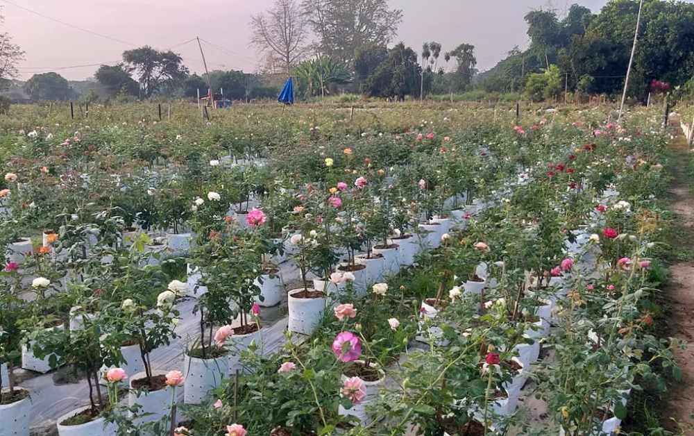 สวนกุหลาบเชียงใหม่แข่งเดือด ขายตัดราคารับวาเลนไทน์