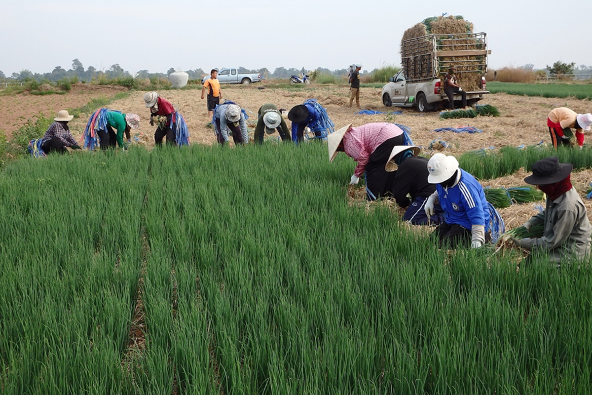 ‘หนี้ข้ามรุ่น’ ของเกษตรกรไทย จะต้องส่งต่อกันไปนานแค่ไหน