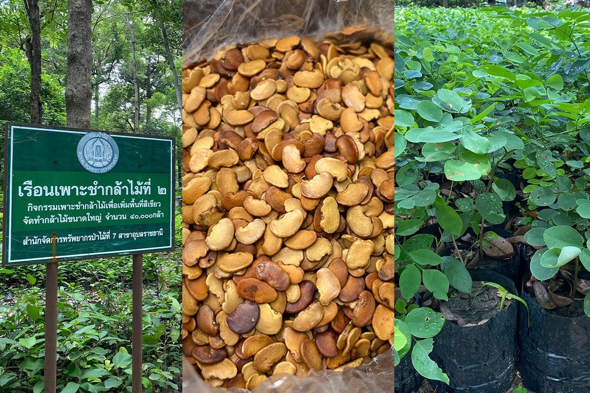 เปิดขบวนการลอบตัด “ไม้พะยูง” บ้านแปดอุ้ม นำร่องพิทักษ์ป่า