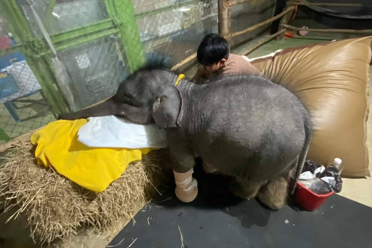 เปิดสาเหตุ “ตุลา” ลูกช้างป่าเสียชีวิต
