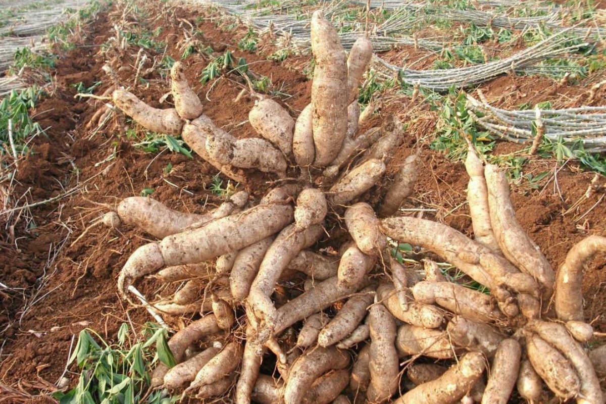 ราคามันสำปะหลังพุ่งสูงสุด 3.90 บาท ห่วงโรคใบด่างฉุดผลผลิตลด