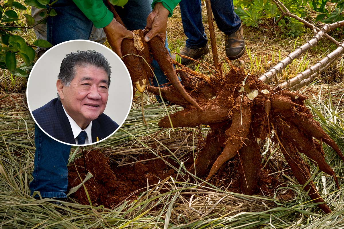 โรคใบด่างทุบมันสำปะหลังวูบ 2 ล้านตัน