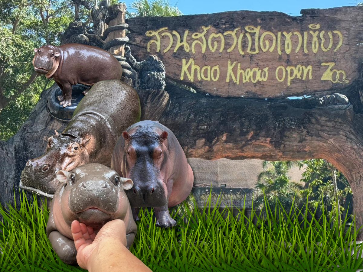 “หมูเด้ง” เซเลปใหม่ ทำยอดเข้าชมสวนสัตว์เปิดเขาเขียวแตะหมื่นคน/วัน