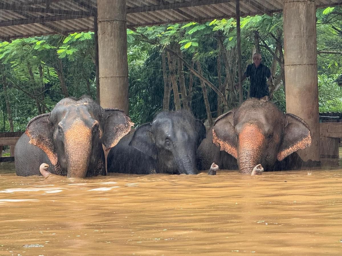 ศูนย์บริบาลช้าง แม่แตง เชียงใหม่ ยังหนัก วอนช่วยย้ายช้างหนีน้ำด่วน