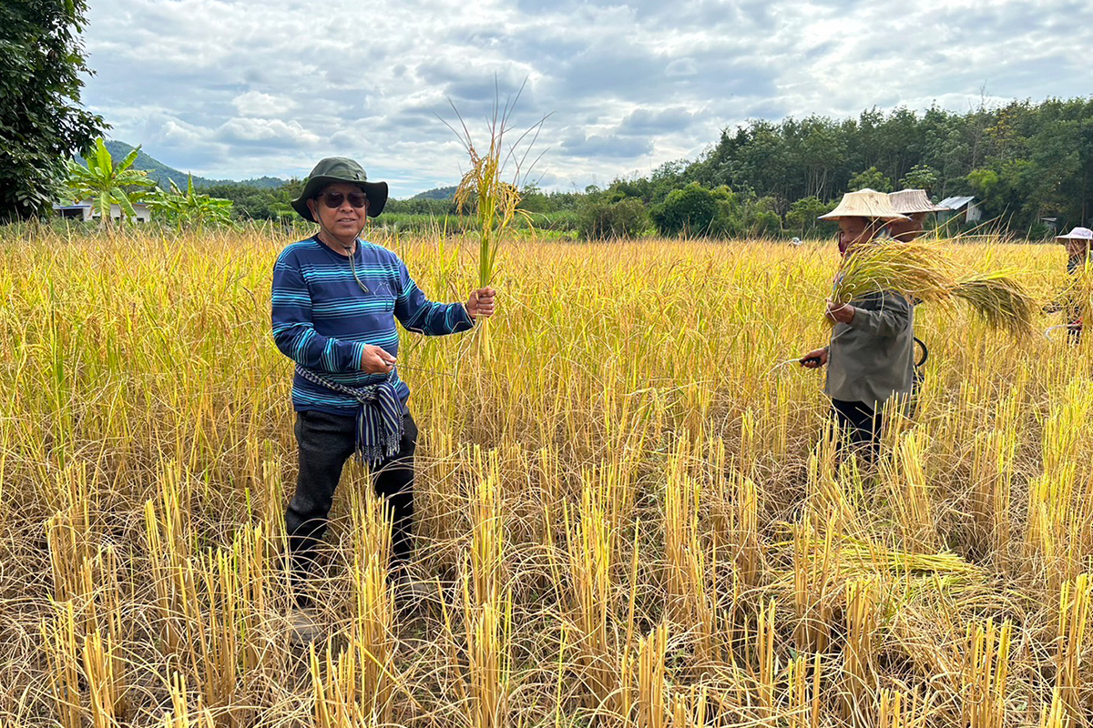 เร่งรัฐบาลอิ๊งค์ ตั้ง ‘นบข.’ รับมือข้าวนาปีทะลัก 7 ล้านตัน