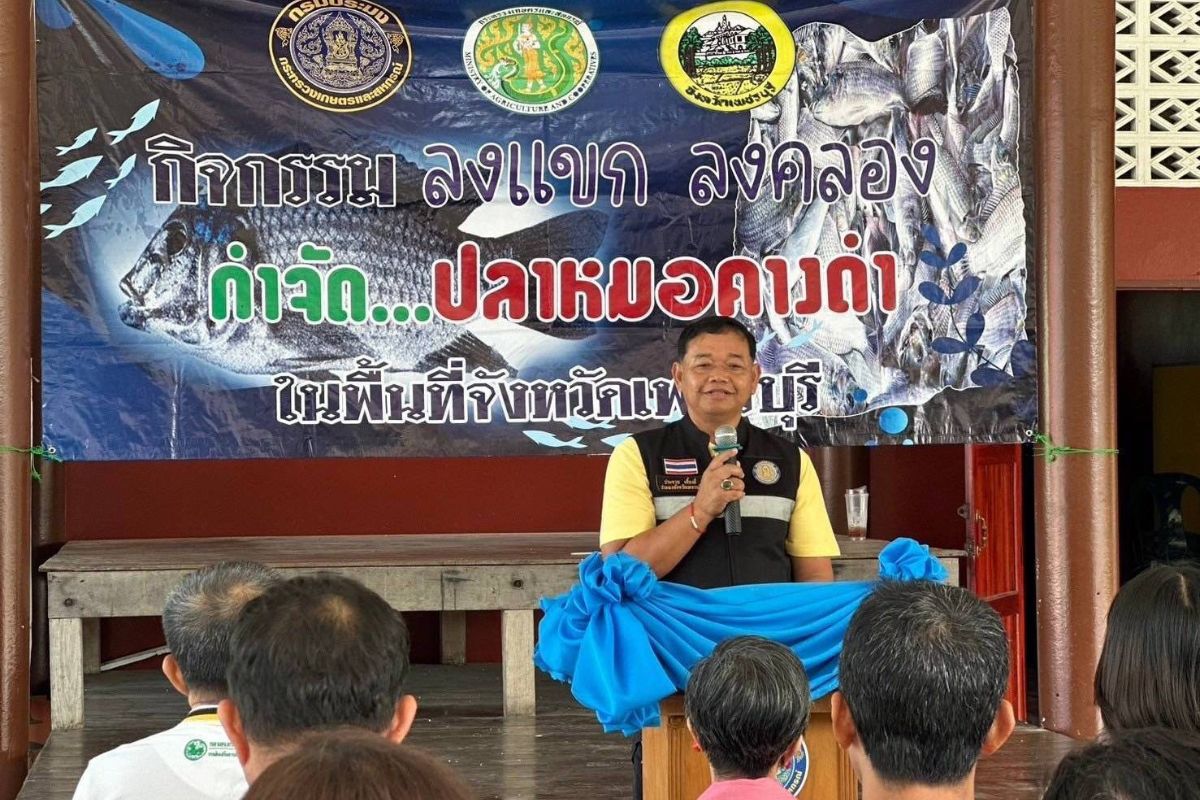โมเดลชาวเพชรบุรี “เจอ จับ แจ้ง” ลดปลาหมอคางดำ