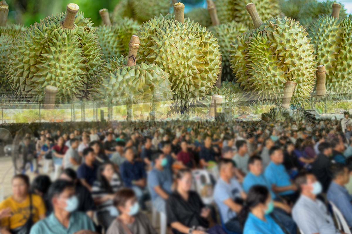 เปิดหน้าประวัติศาสตร์ สวนผนึกล้ง แก้วิกฤตทุเรียน