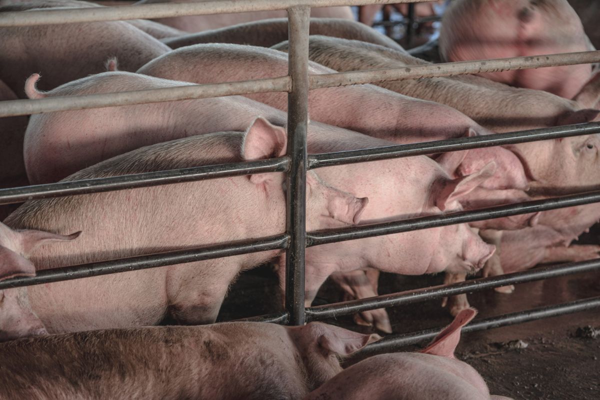 “นฤมล” ประชุม Pig Board เร่งหาช่องทางเพิ่มรายได้ให้เกษตรกร