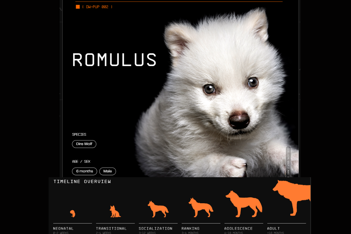 คืนชีพหมาป่า Dire Wolf หลังสูญพันธ์ุไป 12,000 ปี