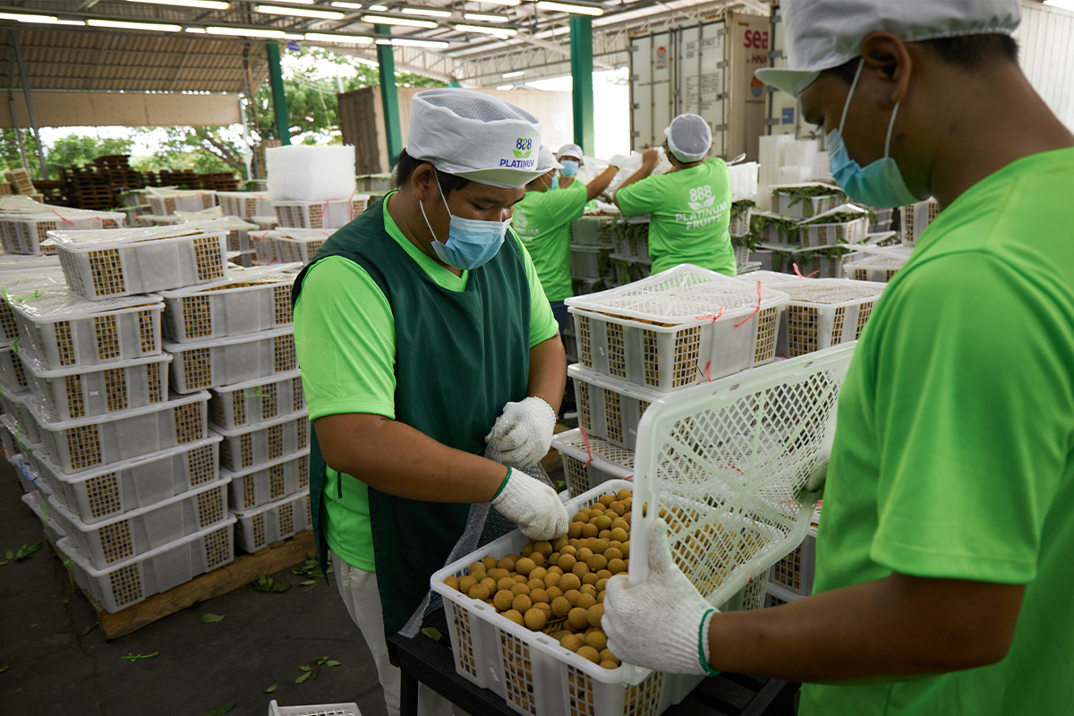 ‘ลำไย’ เหนือดิ่งต่ำกว่า 1 บาท วอนรัฐอุ้ม