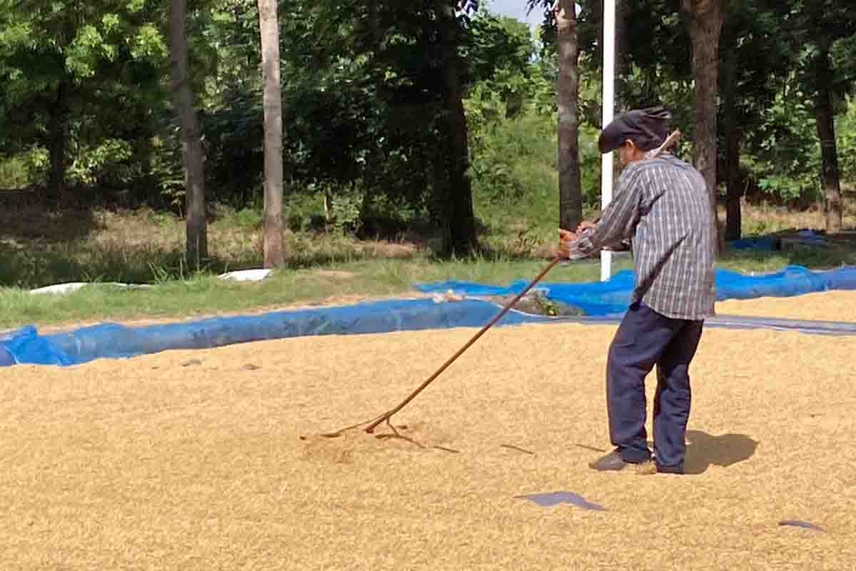 จับตาสต๊อกข้าวใกล้ล้นประเทศ ราคาดิ่ง-โรงสีขยับขอพบ ‘ศุภจี’