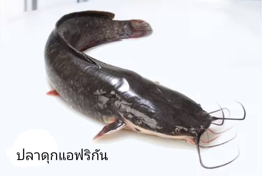 นักวิชาการ ชี้ลักลอบนำเข้าปลาต่างถิ่น กระทบระบบนิเวศ แนะรัฐแก้แต่ต้นทาง