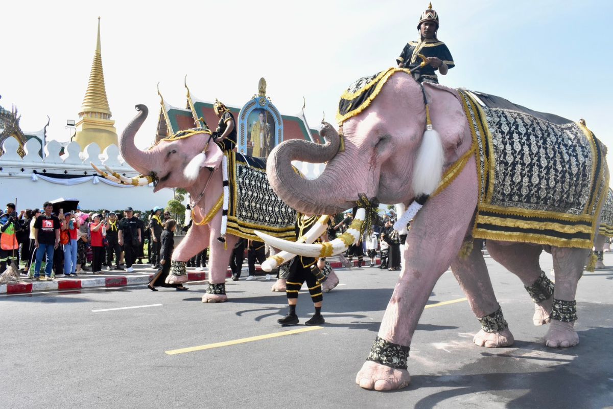 ปางช้างทั่ว ปท.นำช้างงาม 11 เชือกเข้าถวายอาลัย ‘พระพันปีหลวง’ ที่หน้าพระบรมมหาราชวัง