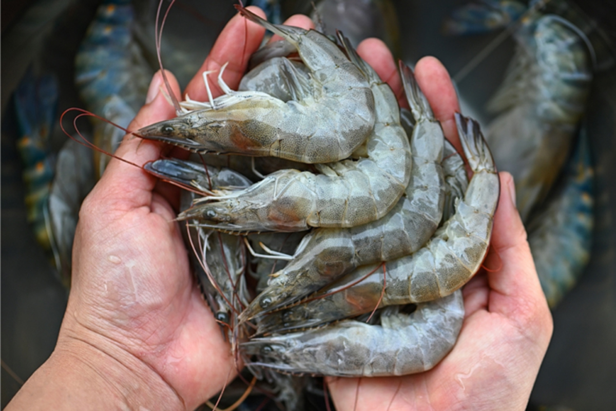 ไทยโชว์นวัตกรรมกุ้งคาร์บอนต่ำ นำร่องเพาะเลี้ยง ‘ฉะเชิงเทรา-จันทบุรี’