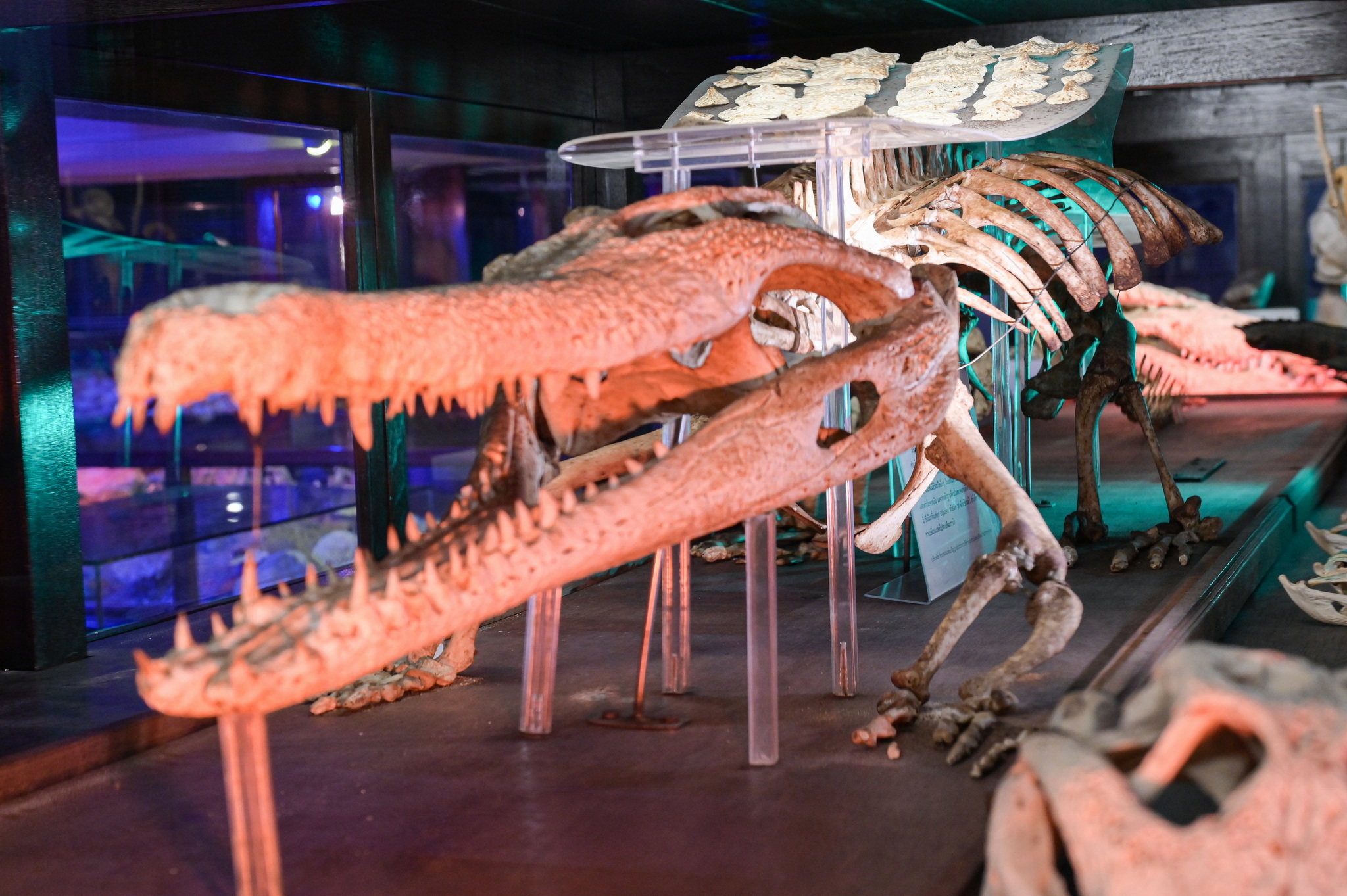 Night at the Museum คัมแบ็ก ชมดาว-สัตว์หายาก 12-14 ธ.ค.นี้ 