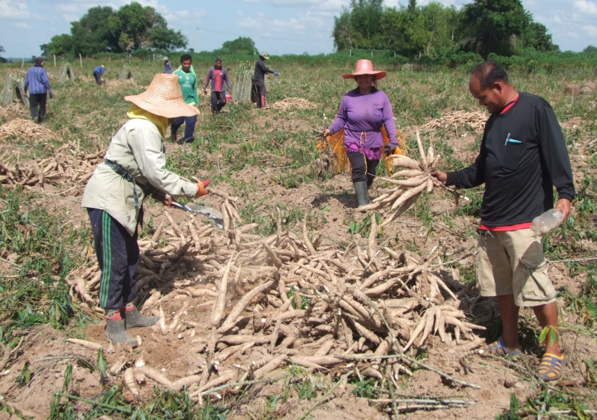 ‘ไร่มัน-ไร่อ้อย’ เฮรัฐหนุนใช้เอทานอล ลั่นทางรอดพลังงานไทยรับวิกฤตน้ำมัน