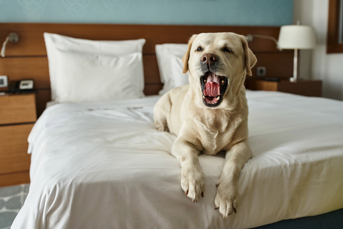 “ที่พัก Pet-friendly” ขึ้นแท่นตัวเลือกฮิต นักท่องเที่ยวไทยปี 2569