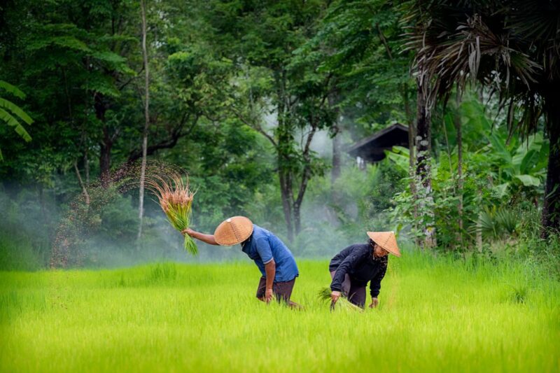 เกษตรฯ ชง นบข. อัดงบ 1.84 พันล้าน ช่วยชาวนา 2.33 แสนครัวเรือน