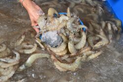 ฉวยโอกาสวิกฤตกุ้งมาเลย์ ของบฯ 5.5 พันล้าน ฟื้นอุตฯทั้งระบบ