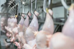 ซาอุฯ เลื่อนบังคับใช้ Saudi GAP 1 ปี เปิดทางไก่ไทยส่งออกต่อถึงปี 2570
