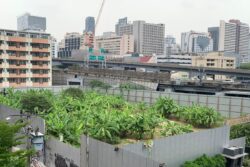 เปิดอัตราใหม่ภาษีที่ดิน กทม. เก็บเพิ่ม ‘เกษตรจำแลง’ สกัดแลนด์ลอร์ดหลบภาษี