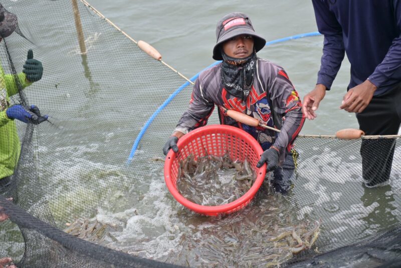ข่าวดีชาวกุ้ง ! พาณิชย์ชี้ราคาฟื้น ลุยปั้น “กุ้งไทยพรีเมี่ยม” บุกตลาด